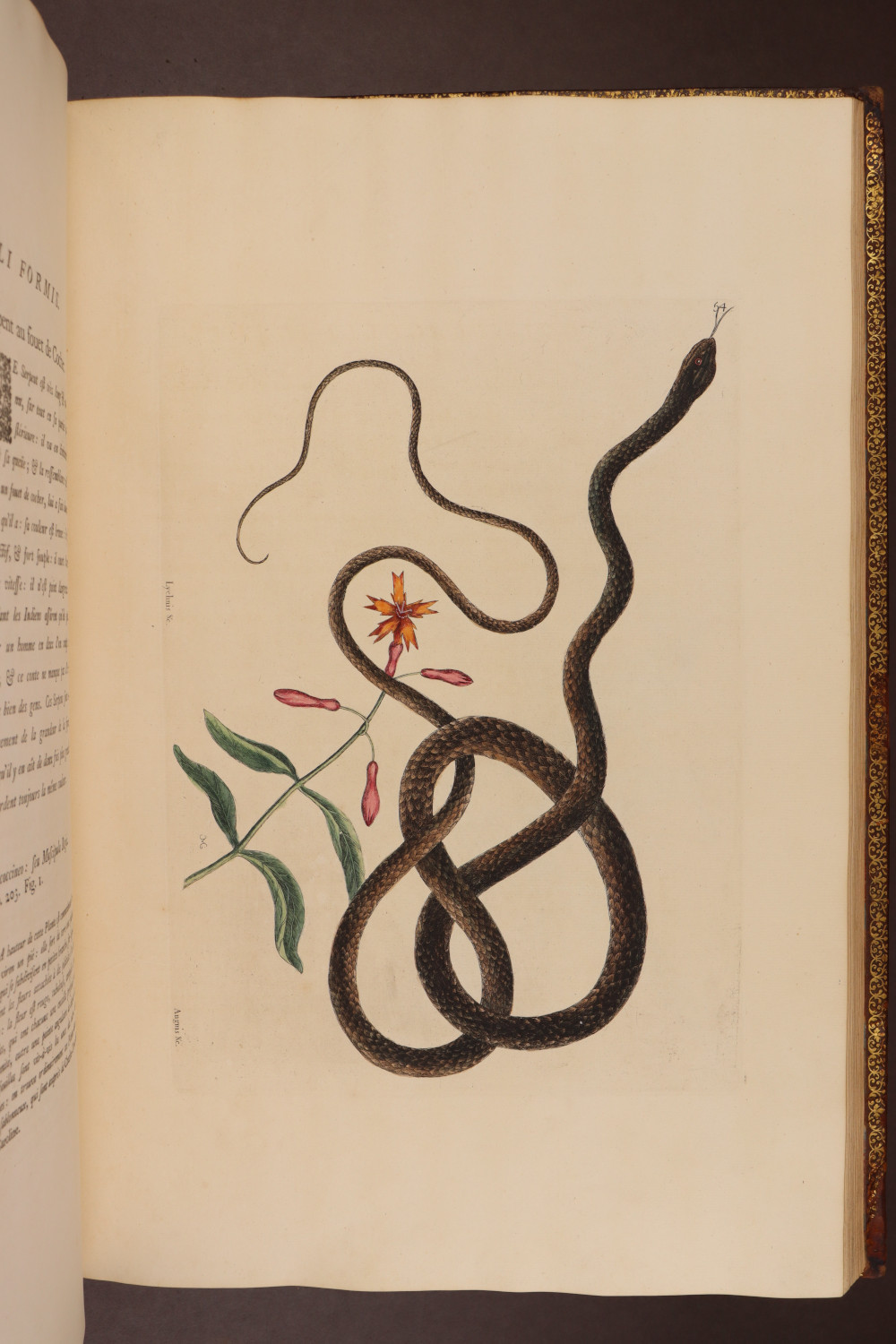 Plate 54